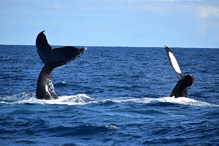 Caudal de 2 baleias
