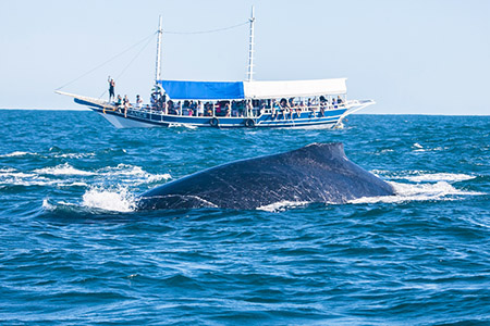 Observação das Baleias Jubarte