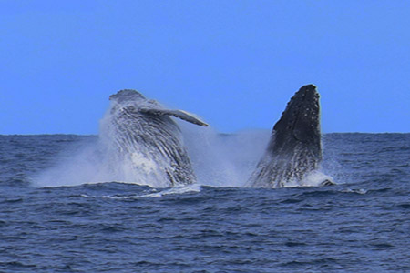 Salto de 2 Baleias Jubarte